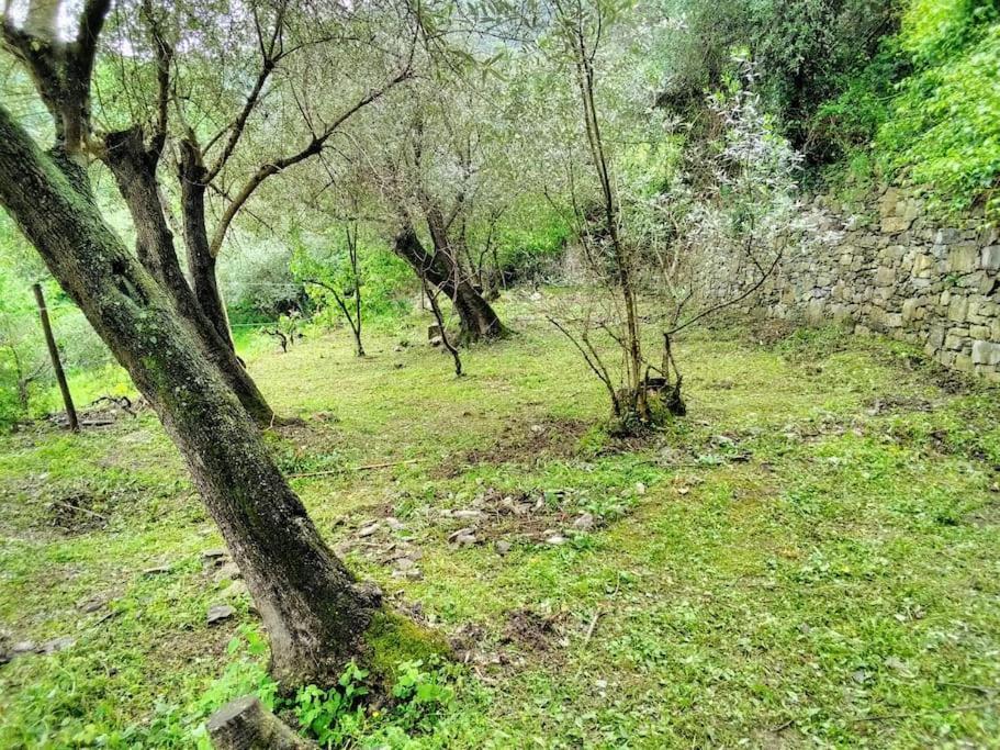 Villa Olivari - Apt Il Melograno 卡莫利 外观 照片